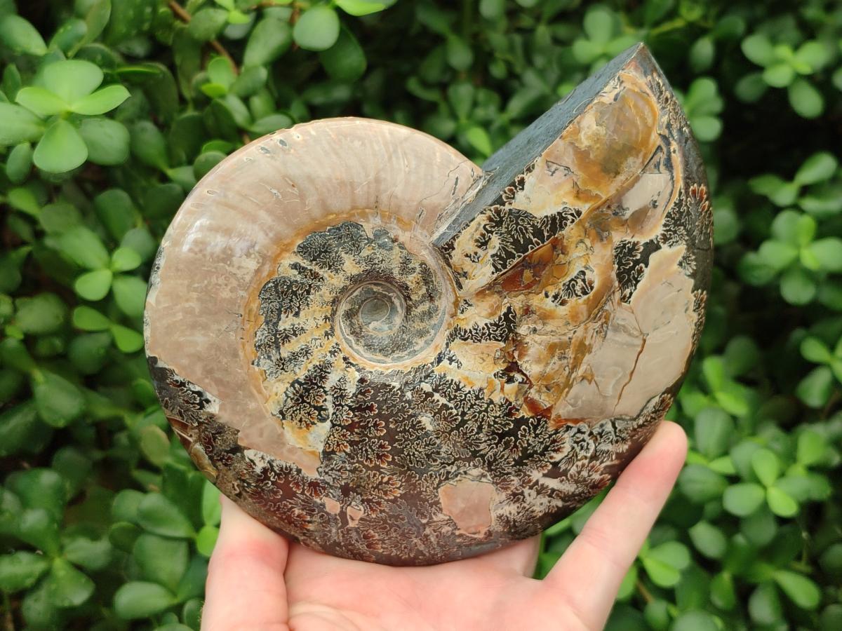 Polished Cleoniceras Ammonite Fossils x 2 From Tulear, Madagascar