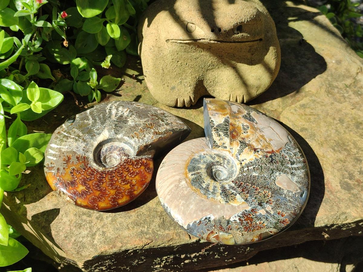 Polished Cleoniceras Ammonite Fossils x 2 From Tulear, Madagascar