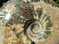 Polished Cleoniceras Ammonite Fossils x 2 From Tulear, Madagascar