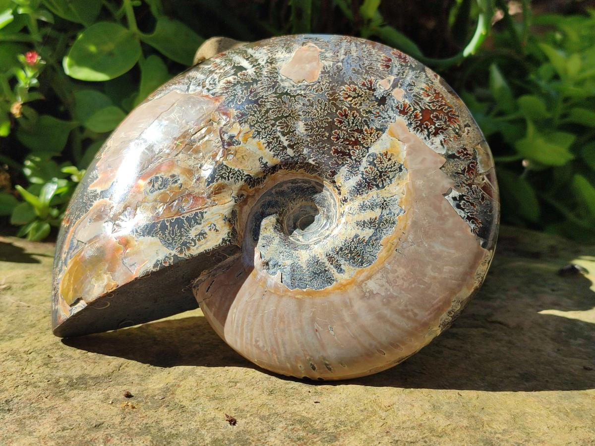 Polished Cleoniceras Ammonite Fossils x 2 From Tulear, Madagascar