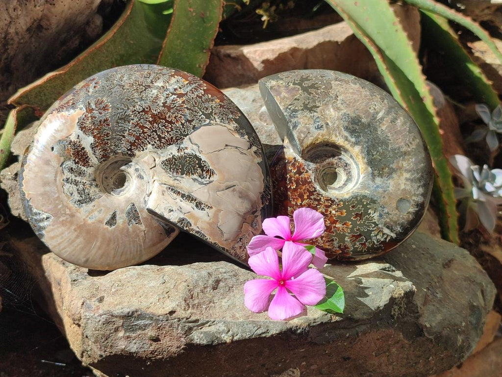 Polished Cleoniceras Ammonite Fossils x 2 From Tulear, Madagascar