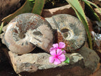 Polished Cleoniceras Ammonite Fossils x 2 From Tulear, Madagascar