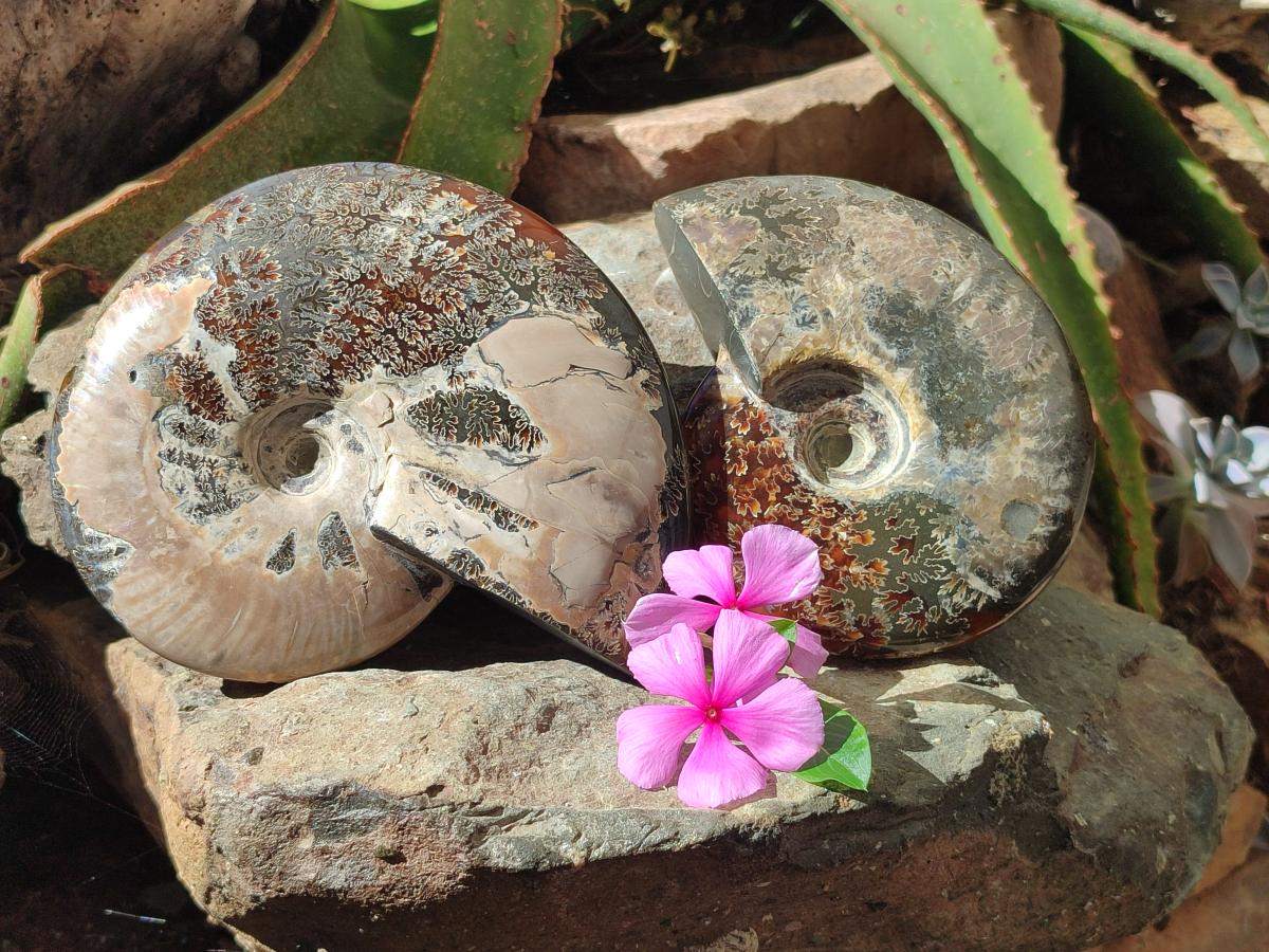 Polished Cleoniceras Ammonite Fossils x 2 From Tulear, Madagascar