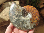 Polished Cleoniceras Ammonite Fossils x 2 From Tulear, Madagascar