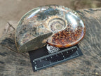 Polished Cleoniceras Ammonite Fossils x 2 From Tulear, Madagascar
