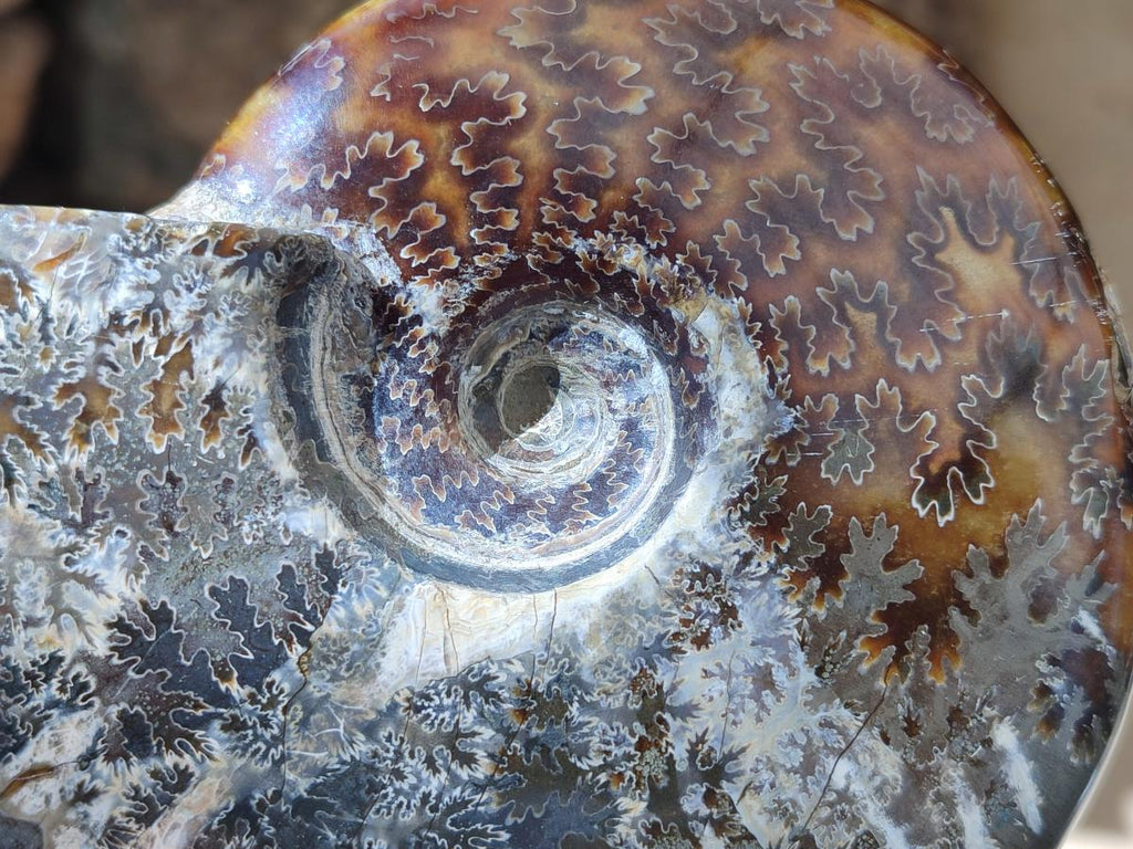 Polished Cleoniceras Ammonite Fossils x 2 From Tulear, Madagascar