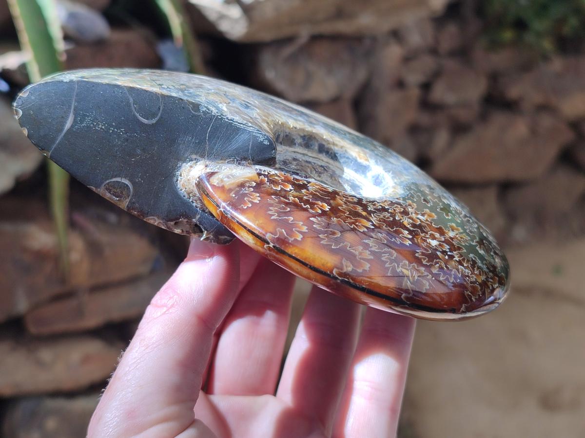 Polished Cleoniceras Ammonite Fossils x 2 From Tulear, Madagascar