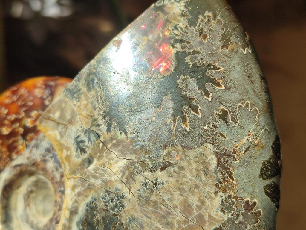 Polished Cleoniceras Ammonite Fossils x 2 From Tulear, Madagascar