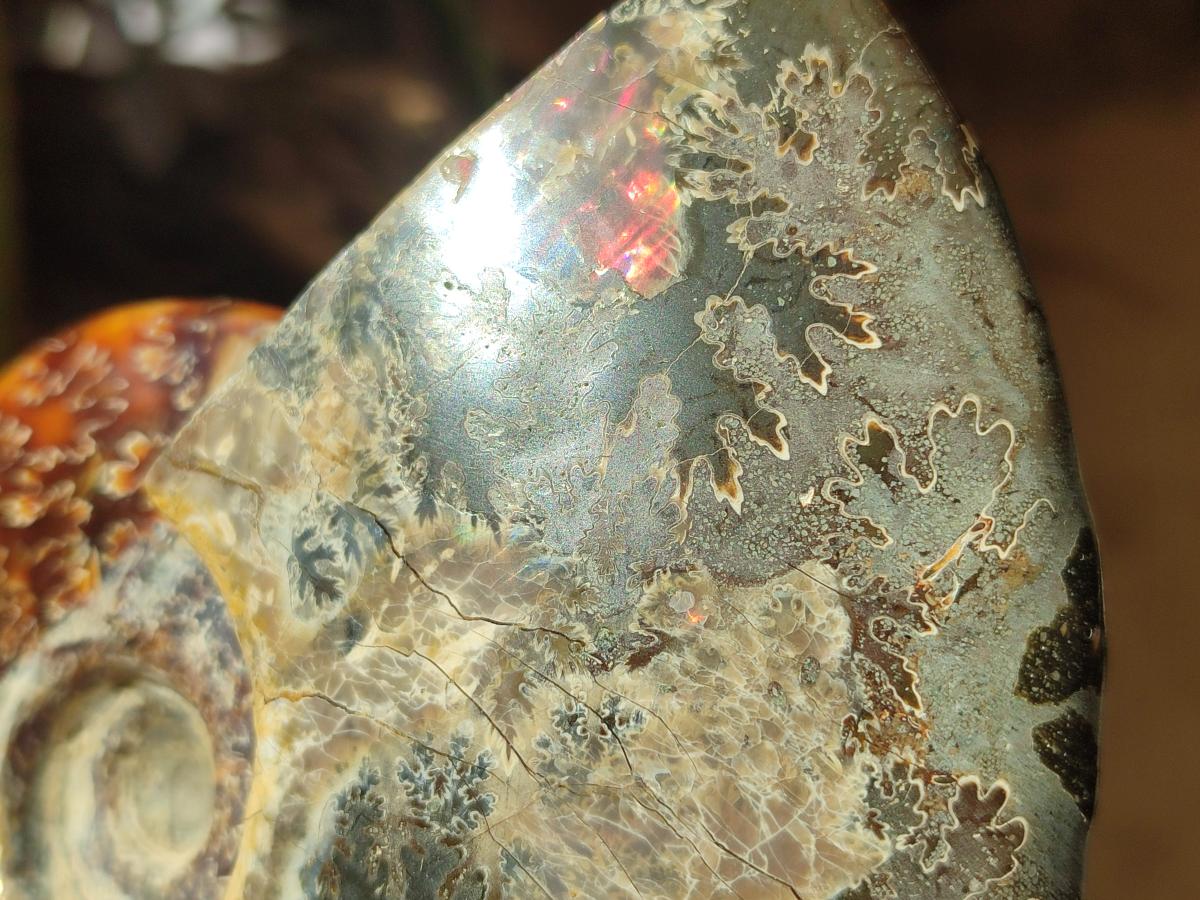Polished Cleoniceras Ammonite Fossils x 2 From Tulear, Madagascar