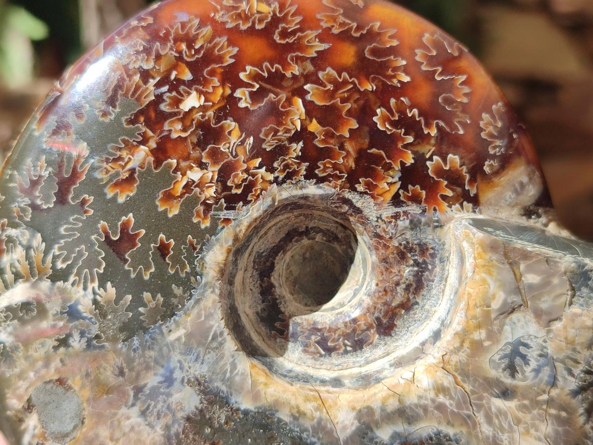 Polished Cleoniceras Ammonite Fossils x 2 From Tulear, Madagascar