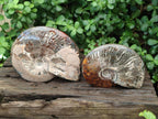 Polished Cleoniceras Ammonite Fossils x 2 From Tulear, Madagascar