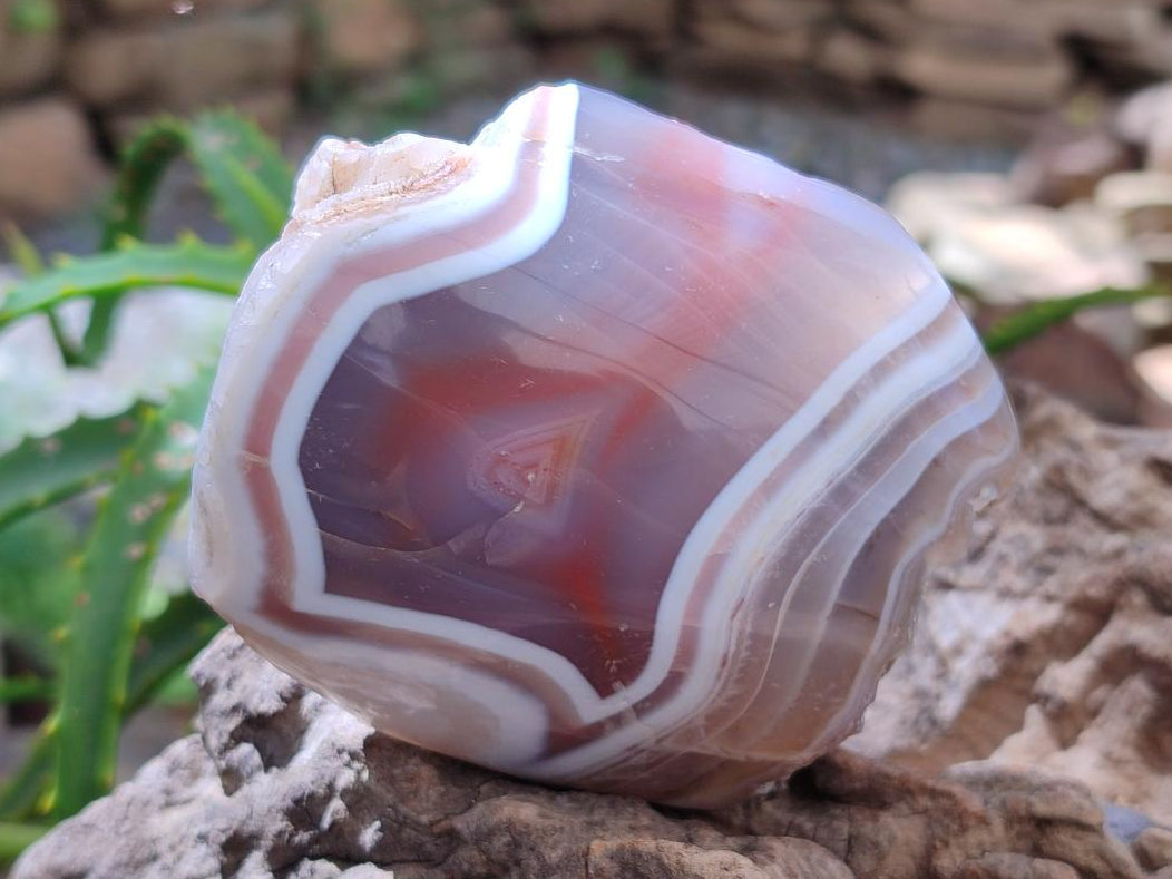 Polished Red Shashe River Agate Standing Free Forms x 3 From Shashe River, Zimbabwe