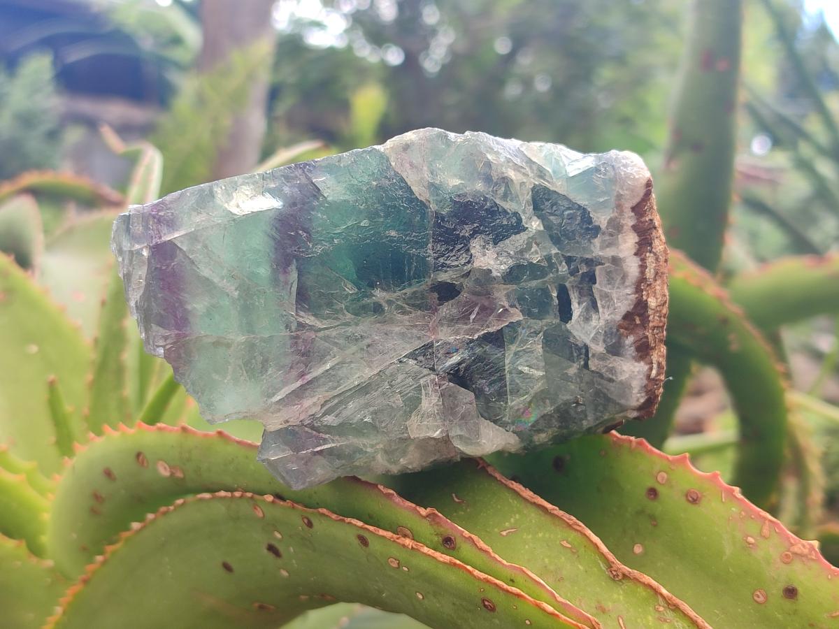 Natural Large Watermelon Fluorite Cobbed Specimens x 4 From Uis, Namibia