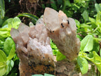 Natural Smokey Phantom Quartz Clusters and Crystals x 13 From Luena, Congo