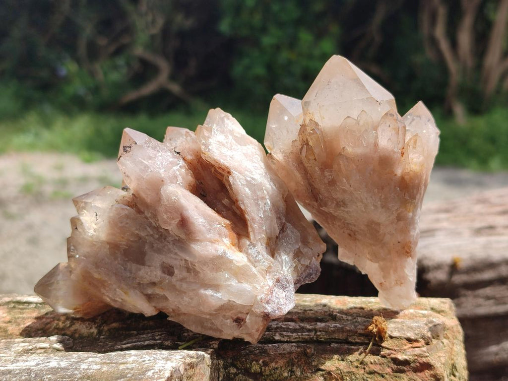 Natural Smokey Phantom Quartz Clusters and Crystals x 13 From Luena, Congo