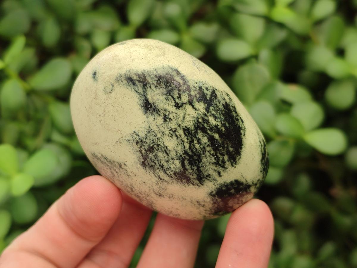 Polished Leopard Free Forms x 6 From Zimbabwe