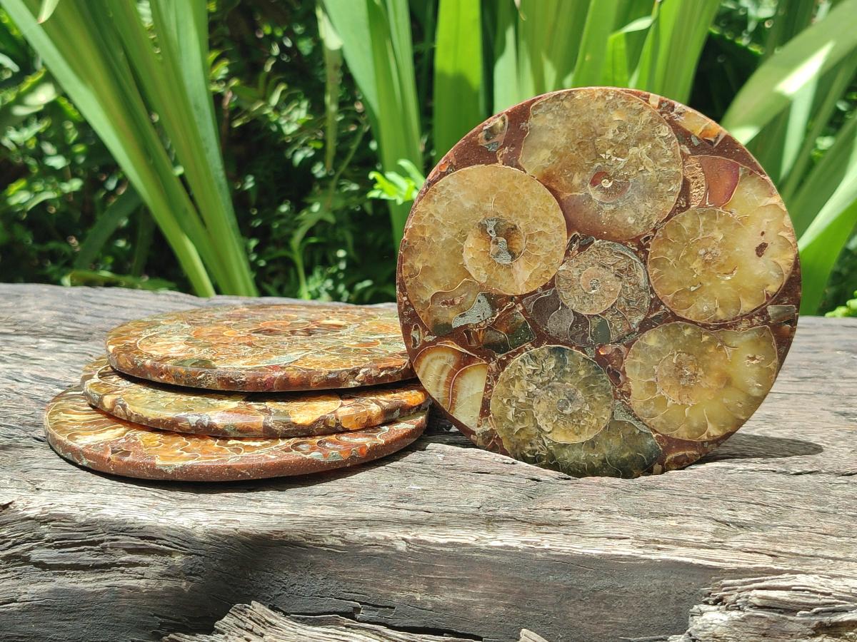 Hand Made Ammonite Conglomerate Coffee Table Coasters x 7 From Mahajanga, Madagascar