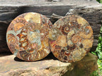 Hand Made Ammonite Conglomerate Coffee Table Coasters x 7 From Mahajanga, Madagascar