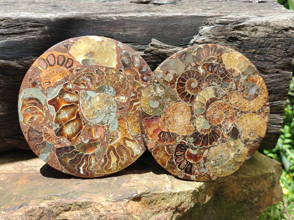 Hand Made Ammonite Conglomerate Coffee Table Coasters x 7 From Mahajanga, Madagascar