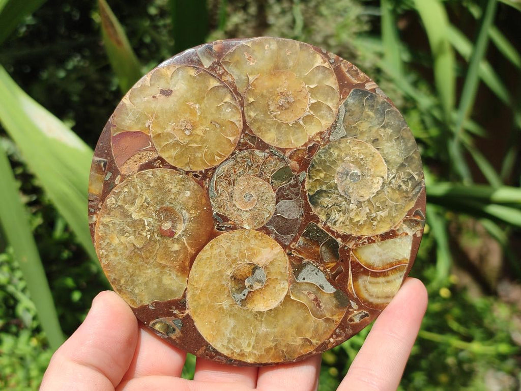 Hand Made Ammonite Conglomerate Coffee Table Coasters x 7 From Mahajanga, Madagascar
