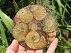 Hand Made Ammonite Conglomerate Coffee Table Coasters x 7 From Mahajanga, Madagascar