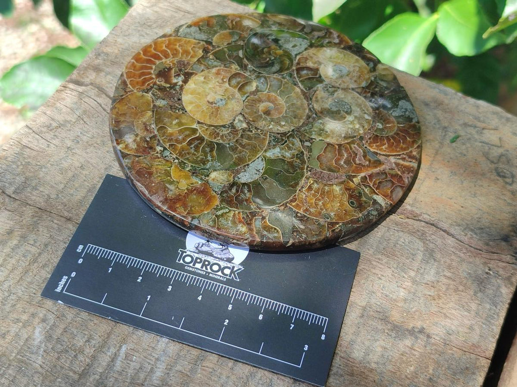 Hand Made Ammonite Conglomerate Coffee Table Coasters x 7 From Mahajanga, Madagascar