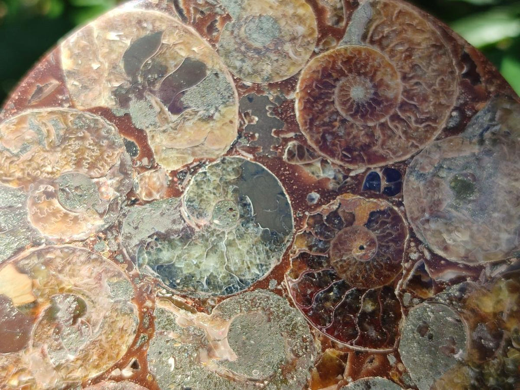Hand Made Ammonite Conglomerate Coffee Table Coasters x 7 From Mahajanga, Madagascar