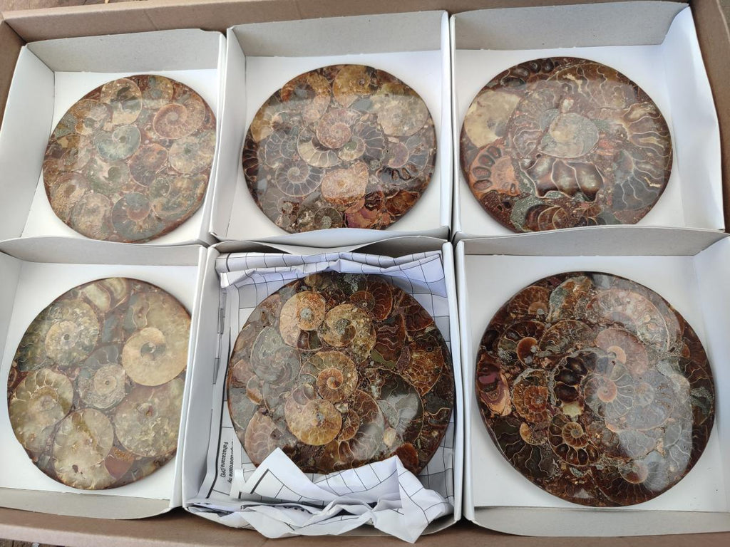 Hand Made Ammonite Conglomerate Coffee Table Coasters x 7 From Mahajanga, Madagascar