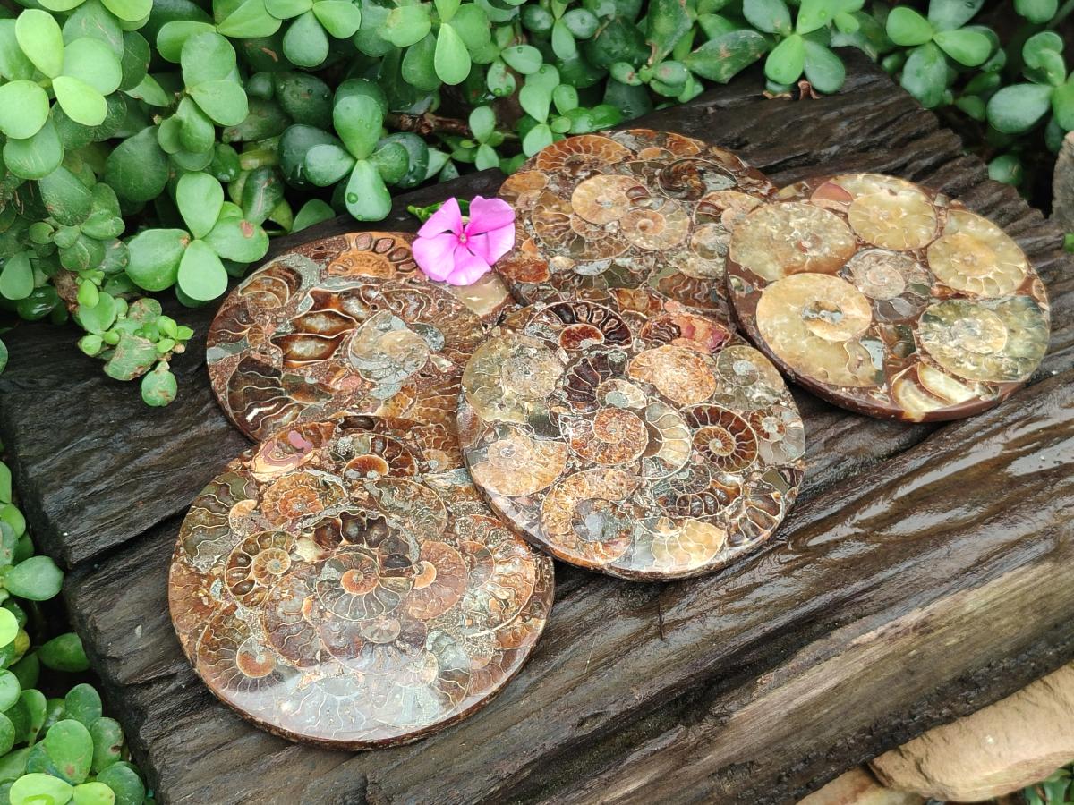 Hand Made Ammonite Conglomerate Coffee Table Coasters x 7 From Mahajanga, Madagascar