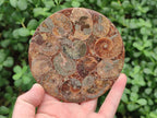 Hand Made Ammonite Conglomerate Coffee Table Coasters x 7 From Mahajanga, Madagascar