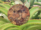 Hand Made Ammonite Conglomerate Coffee Table Coasters x 7 From Mahajanga, Madagascar