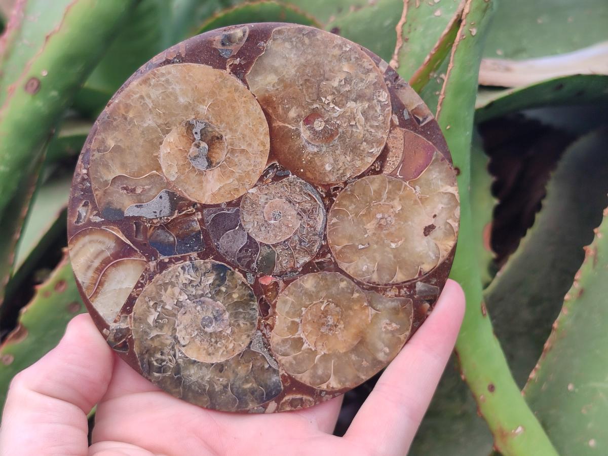 Hand Made Ammonite Conglomerate Coffee Table Coasters x 7 From Mahajanga, Madagascar