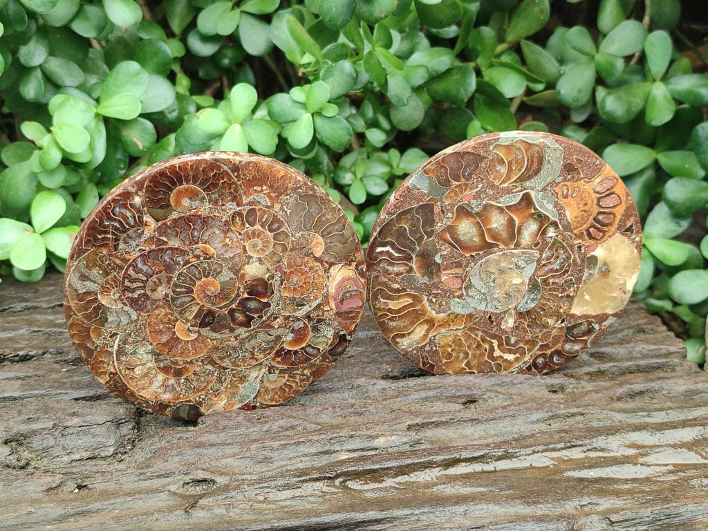 Hand Made Ammonite Conglomerate Coffee Table Coasters x 7 From Mahajanga, Madagascar