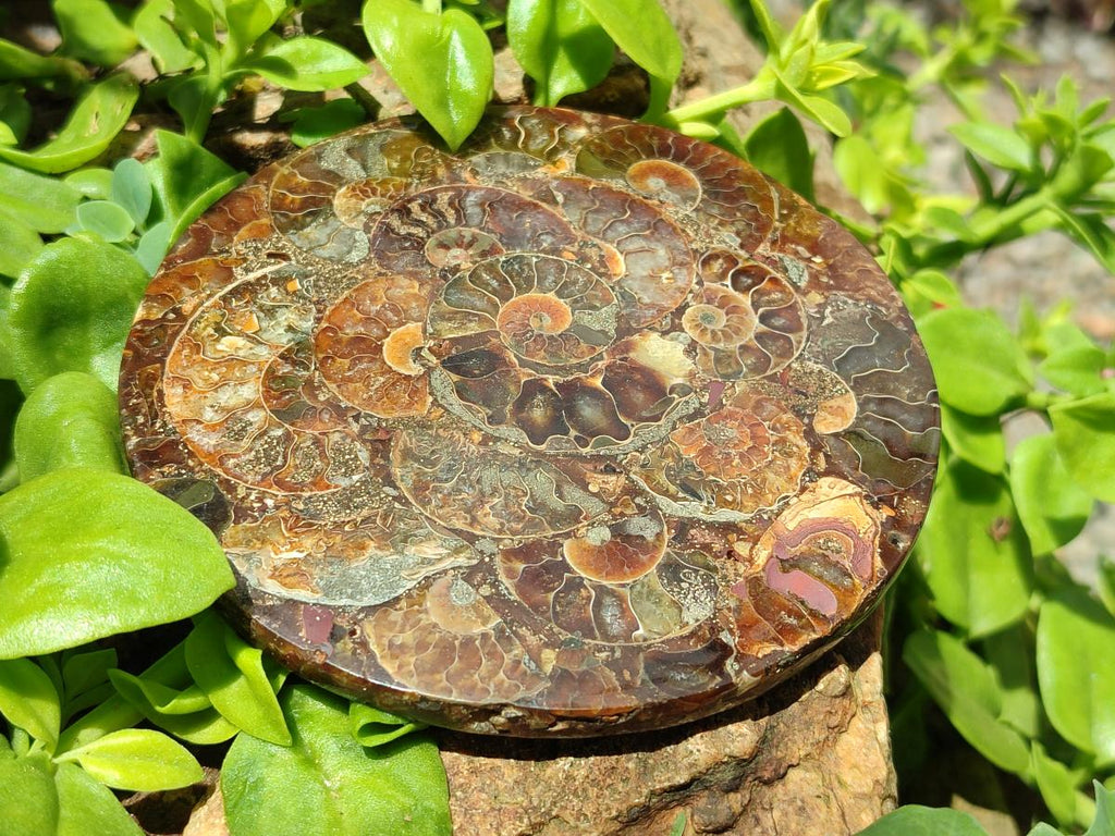 Hand Made Ammonite Conglomerate Coffee Table Coasters x 7 From Mahajanga, Madagascar