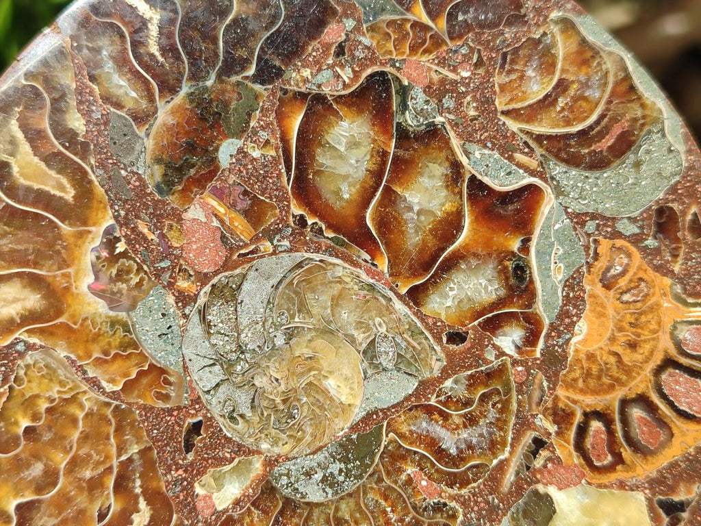 Hand Made Ammonite Conglomerate Coffee Table Coasters x 7 From Mahajanga, Madagascar