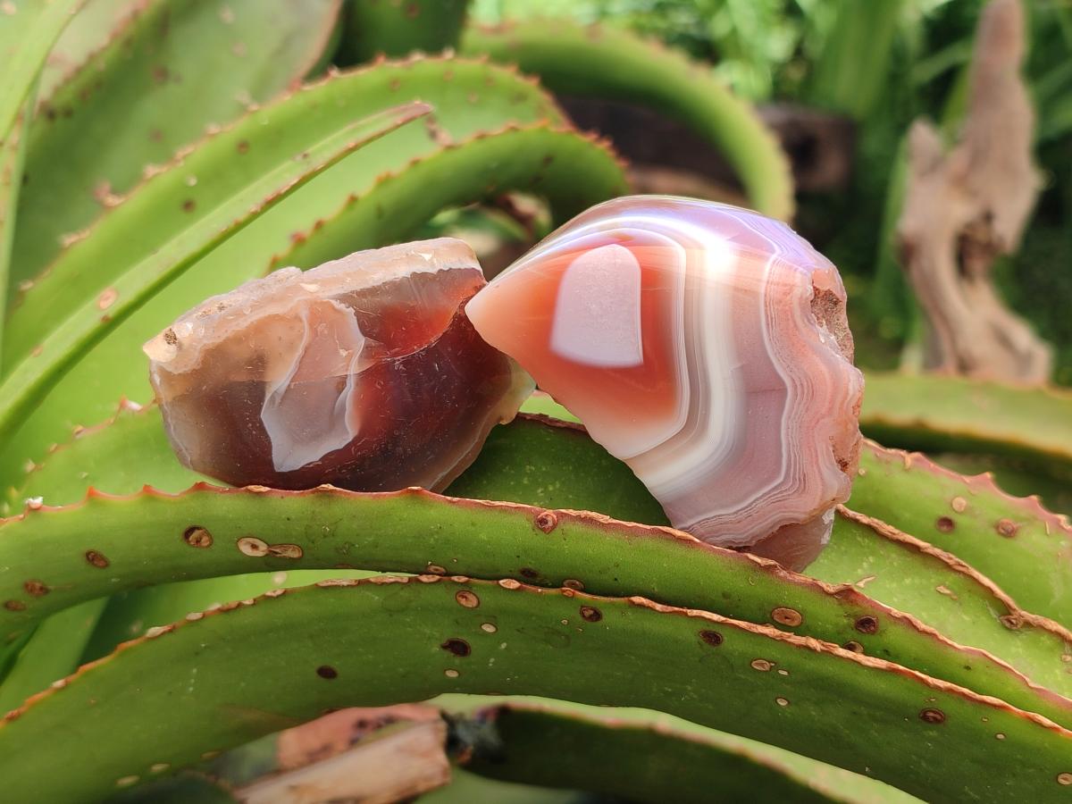 Polished One Side Red Shashe River Agate Nodules x 20 From Shashe River, Zimbabwe