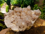Natural XL White Phantom Cascading Smokey Luena Quartz Cluster x 1  From Luena, Congo
