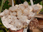 Natural XL White Phantom Cascading Smokey Luena Quartz Cluster x 1  From Luena, Congo