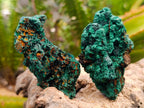 Natural Silky Malachite Specimens x 24 From Kasompe, Congo