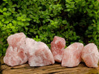 Natural Cobbed Rose Quartz Specimens x 5 From Northern Cape, South Africa