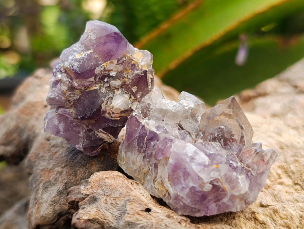 Natural Rare Amethyst Asylum Quartz Clusters x 35 From Luena, Congo