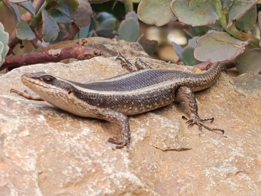 Natural Rare Amethyst Asylum Quartz Clusters x 35 From Luena, Congo