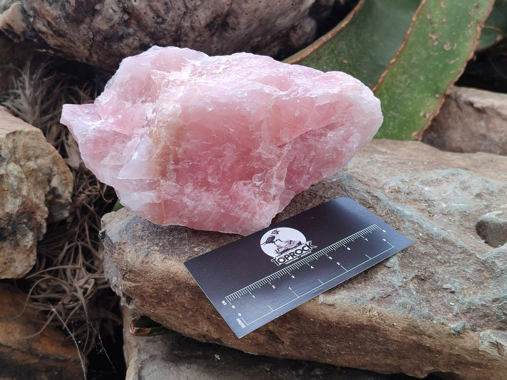 Natural Cobbed Rose Quartz Specimens x 6 From Northern Cape, South Africa - Toprock Gemstones and Minerals 