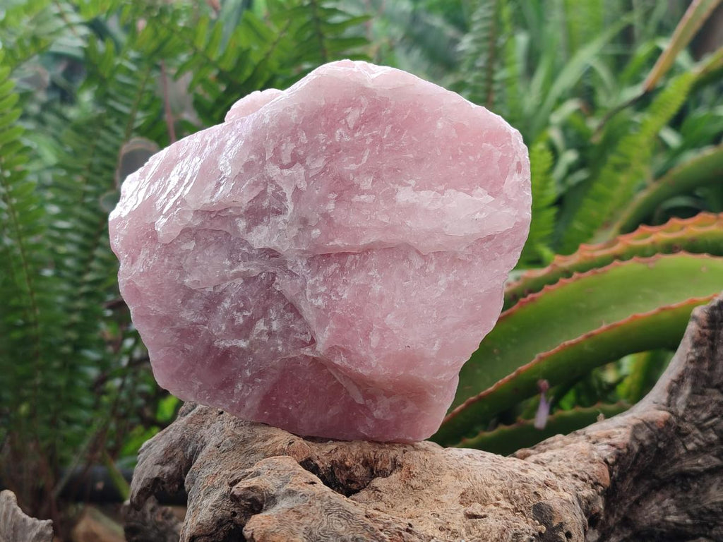 Natural Cobbed Rose Quartz Specimens x 6 From Northern Cape, South Africa - Toprock Gemstones and Minerals 