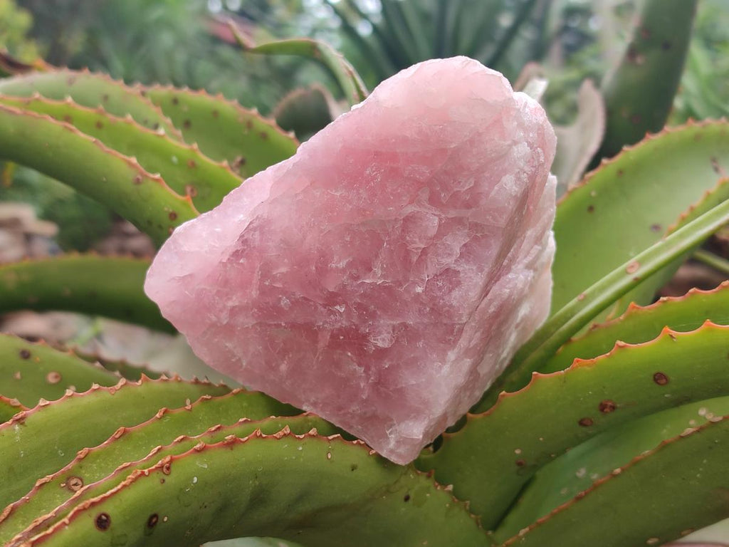 Natural Cobbed Rose Quartz Specimens x 6 From Northern Cape, South Africa - Toprock Gemstones and Minerals 
