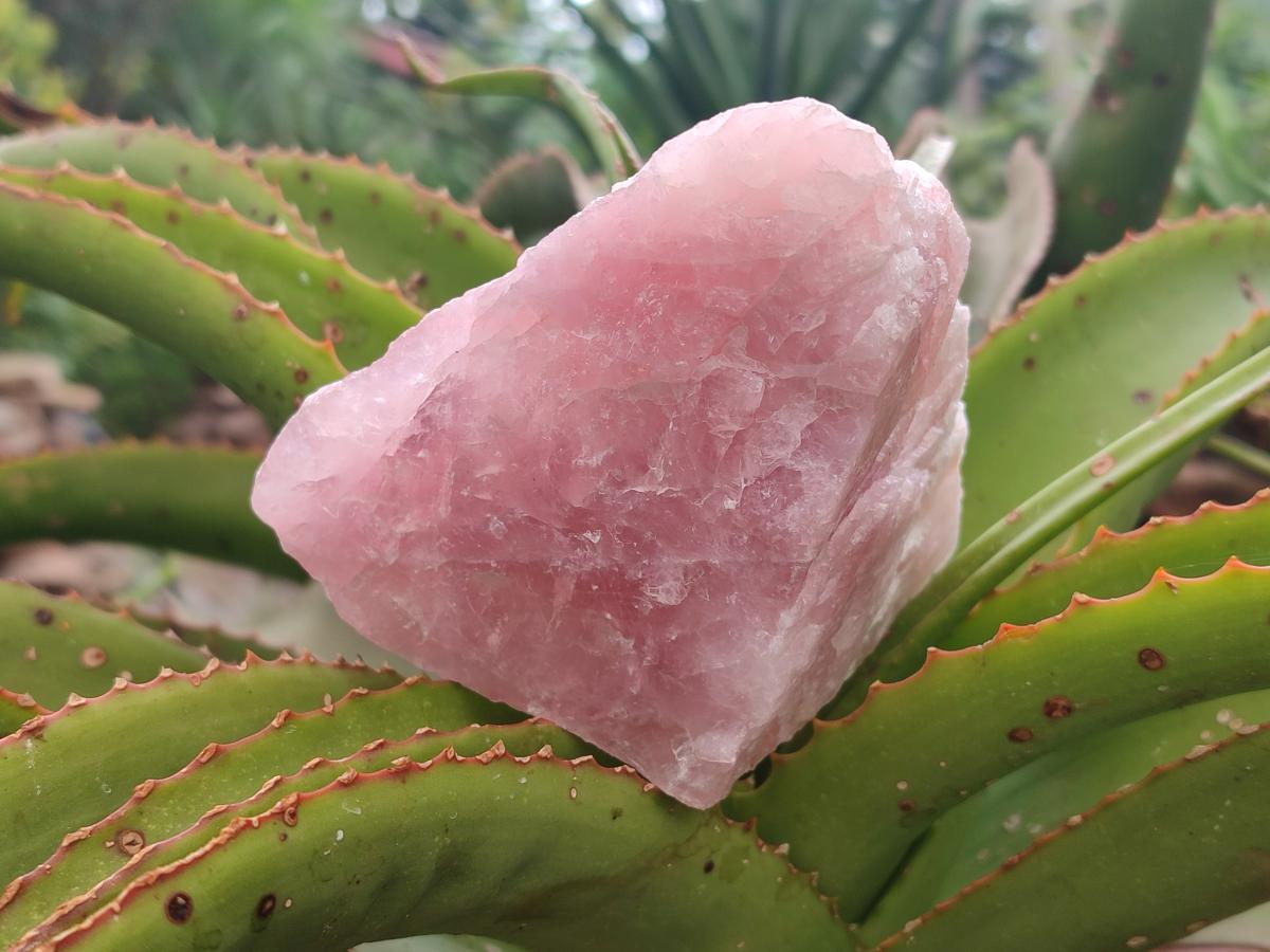 Natural Cobbed Rose Quartz Specimens x 6 From Northern Cape, South Africa - Toprock Gemstones and Minerals 