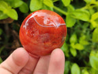 Polished Carnelian Agate Gemstone Galets x 20 From Madagascar