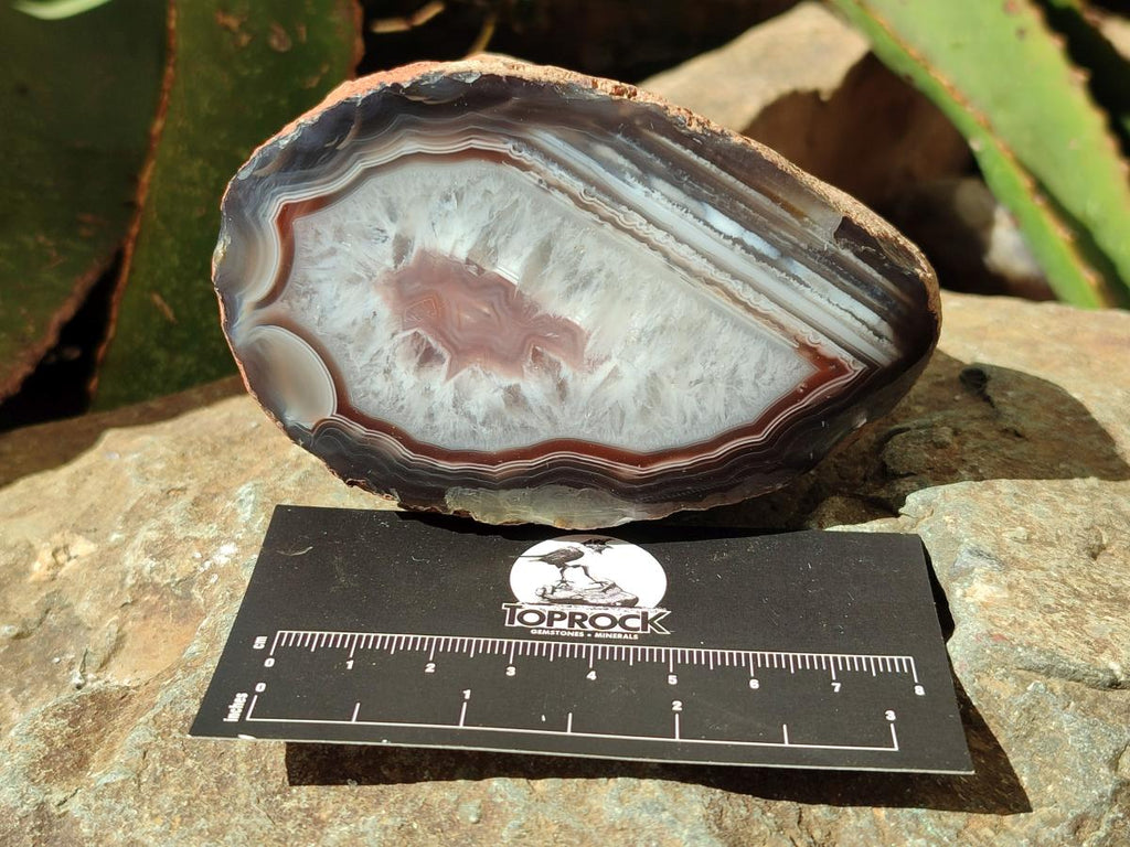 Polished One Side Red Shashe River Agate Nodules x 4 From Shashe River, Zimbabwe