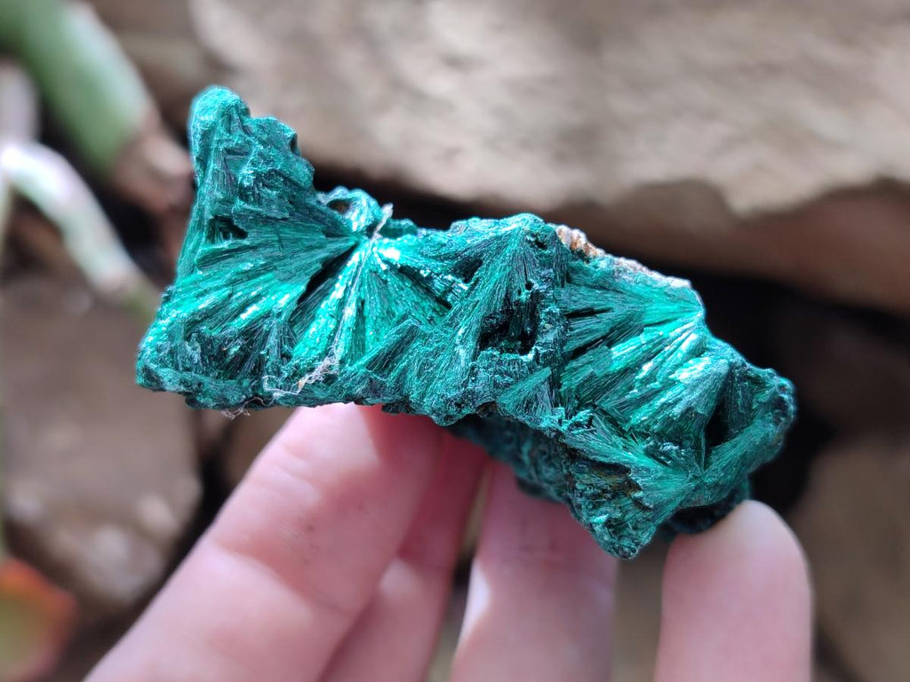 Natural Silky Malachite Specimens x 12 From Kasompe, Congo