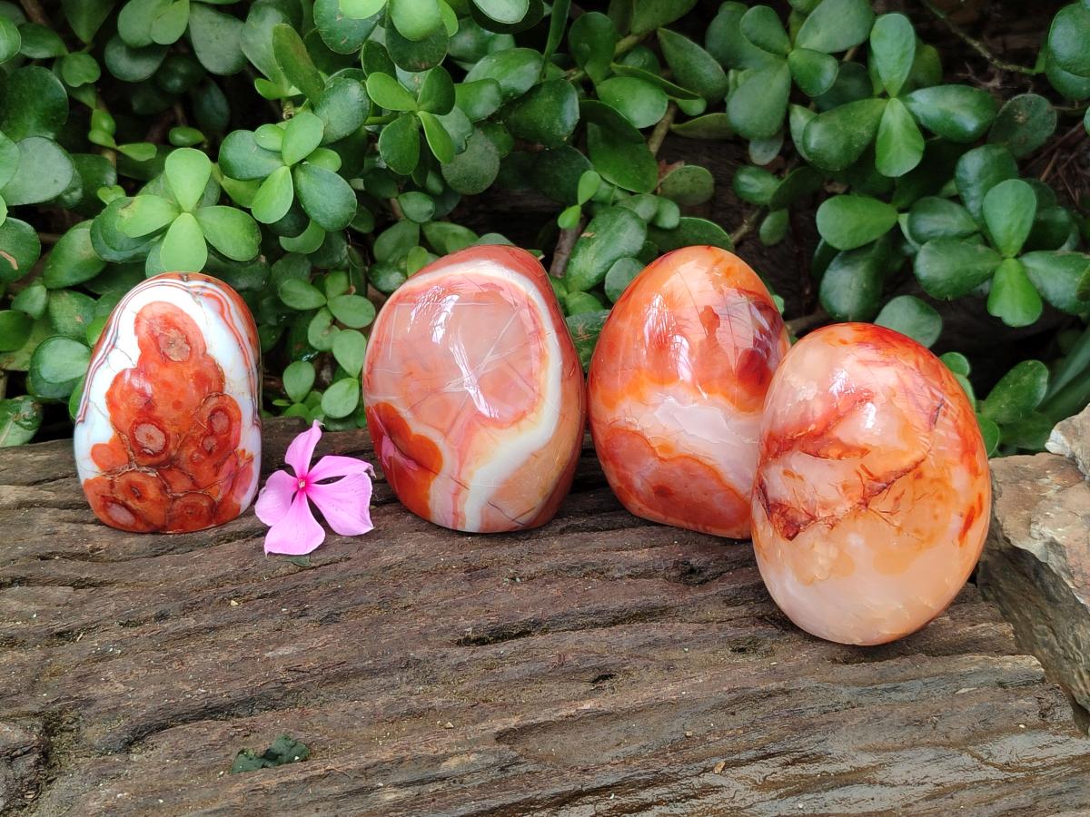 Polished Carnelian Agate Gemstone Standing Free Forms x 4 From Madagascar